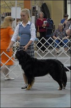 Rachel showing Ch. Demitra Frontier Absolute Chaos in Juniors